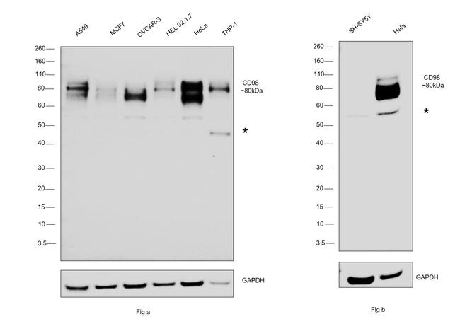 CD98 Antibody in Western Blot (WB)