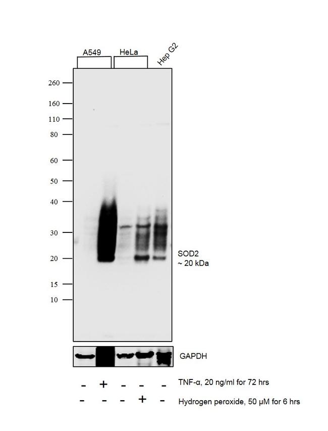 SOD2 Antibody in Western Blot (WB)