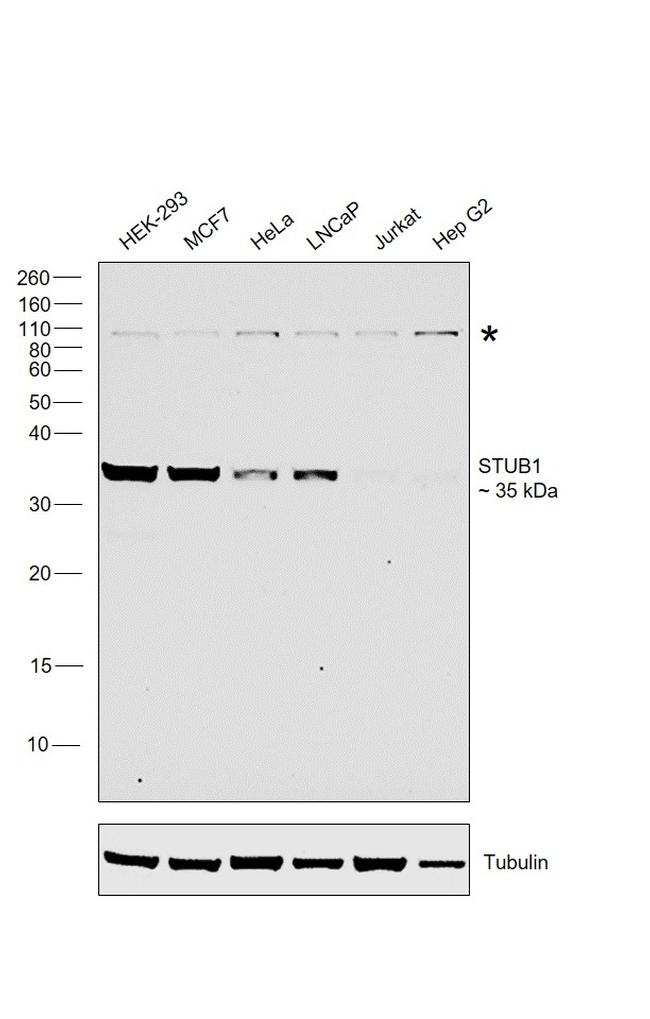 STUB1 Antibody in Western Blot (WB)