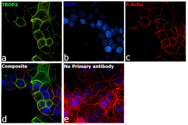 TROP2 Antibody in Immunocytochemistry (ICC/IF)