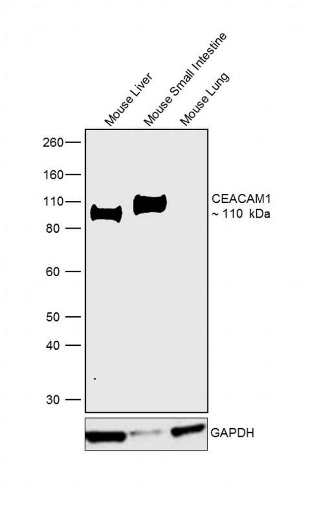 CEACAM1 Antibody in Western Blot (WB)