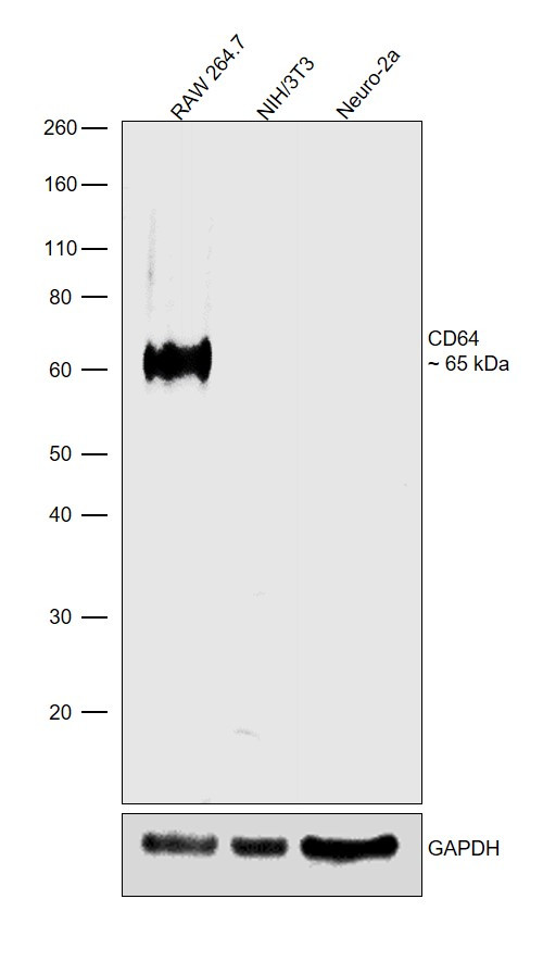 CD64 Antibody