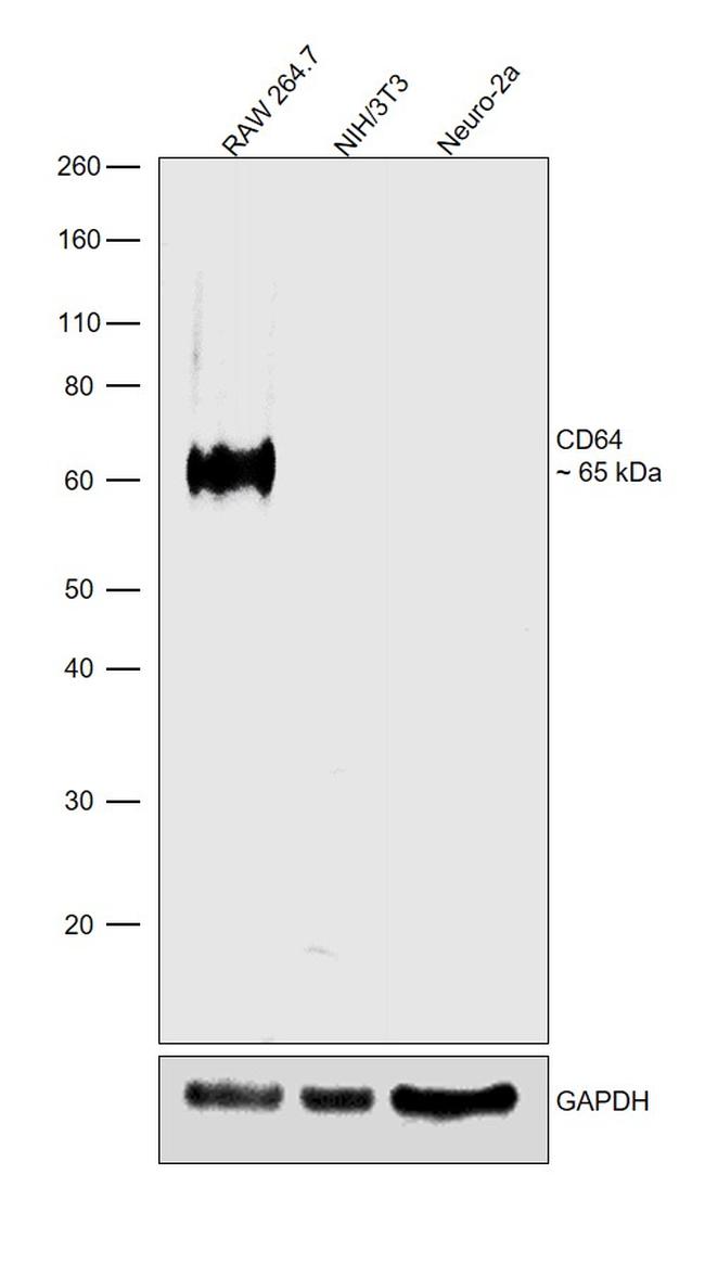 CD64 Antibody in Western Blot (WB)