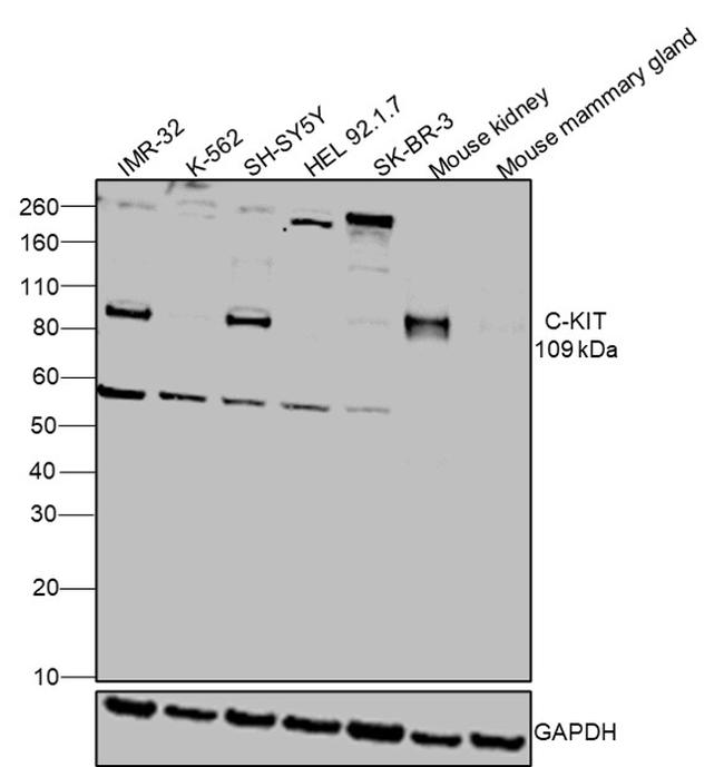 c-Kit Antibody in Western Blot (WB)