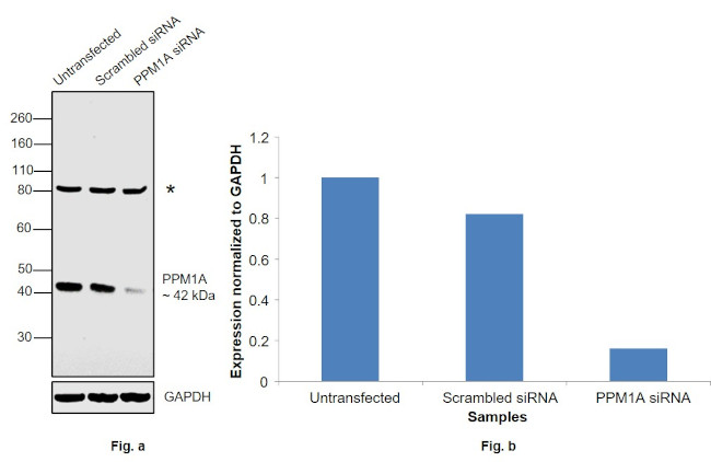 PPM1A Antibody