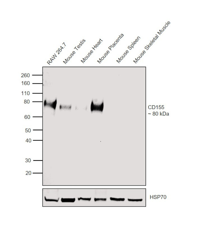 CD155 Antibody