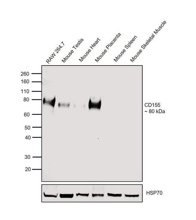 CD155 Antibody in Western Blot (WB)