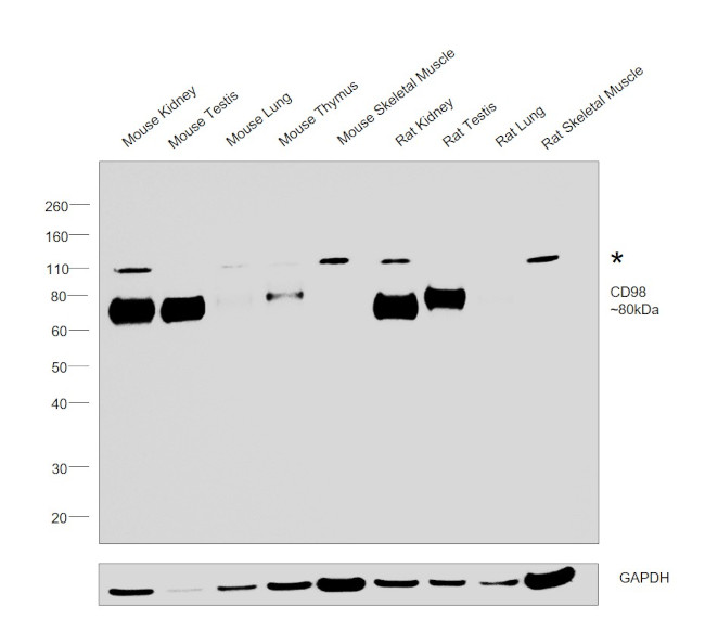 CD98 Antibody