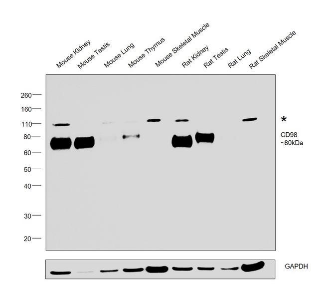 CD98 Antibody in Western Blot (WB)