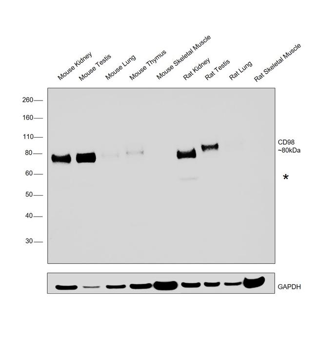 CD98 Antibody in Western Blot (WB)