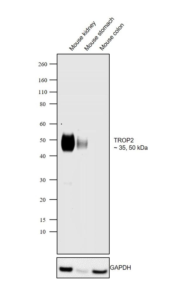 TROP2 Antibody in Western Blot (WB)