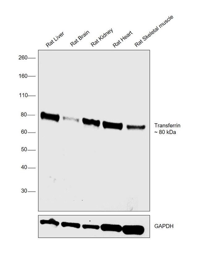 Transferrin Antibody in Western Blot (WB)