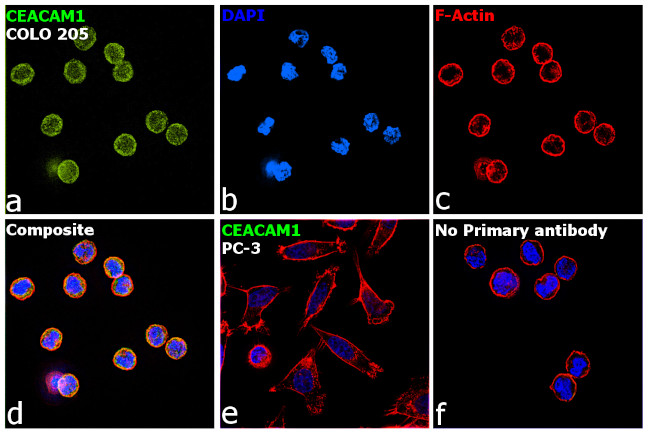 CEACAM1 Antibody in Immunocytochemistry (ICC/IF)