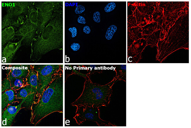 ENO1 Antibody in Immunocytochemistry (ICC/IF)