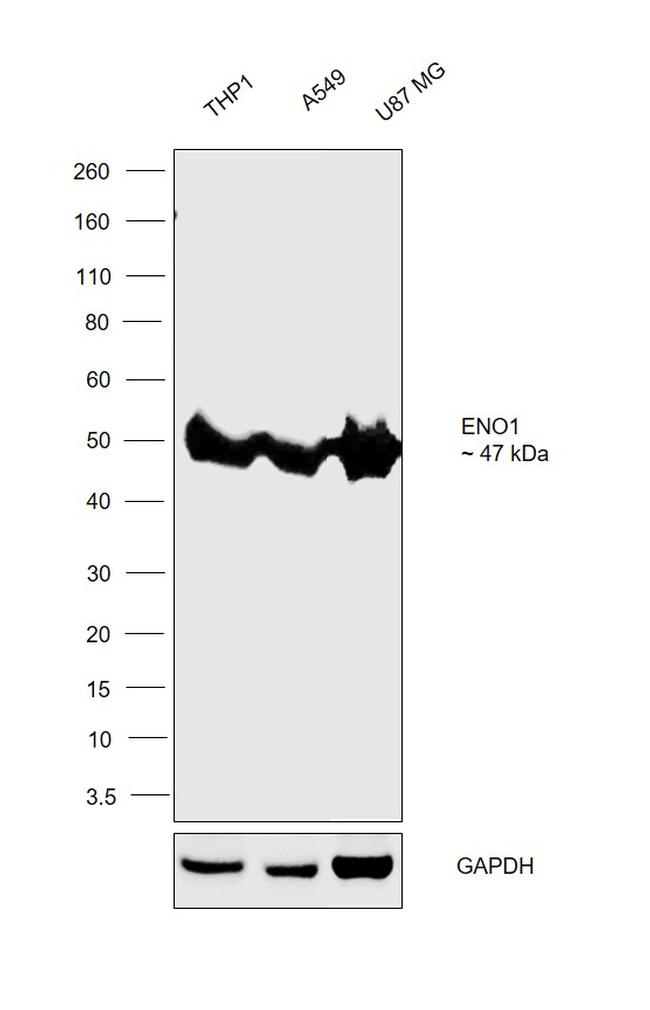 ENO1 Antibody in Western Blot (WB)