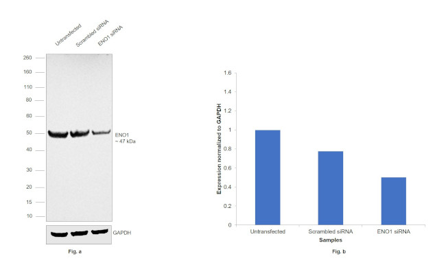 ENO1 Antibody