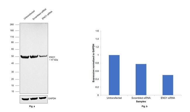 ENO1 Antibody in Western Blot (WB)