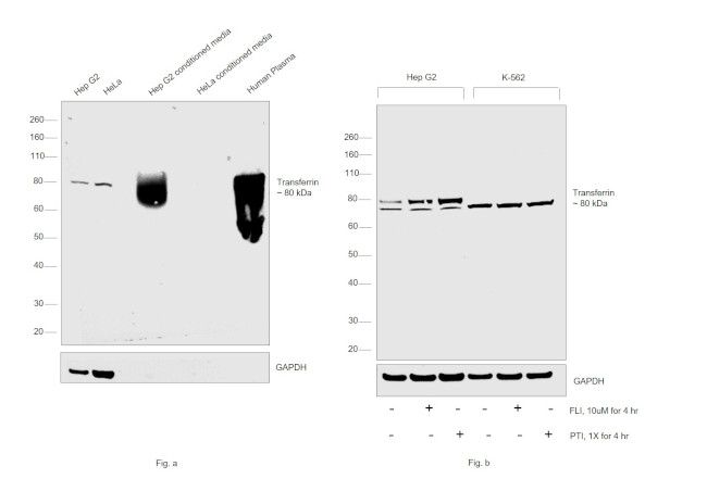 Transferrin Antibody