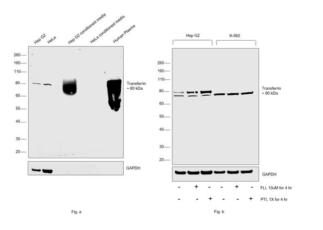 Transferrin Antibody in Western Blot (WB)