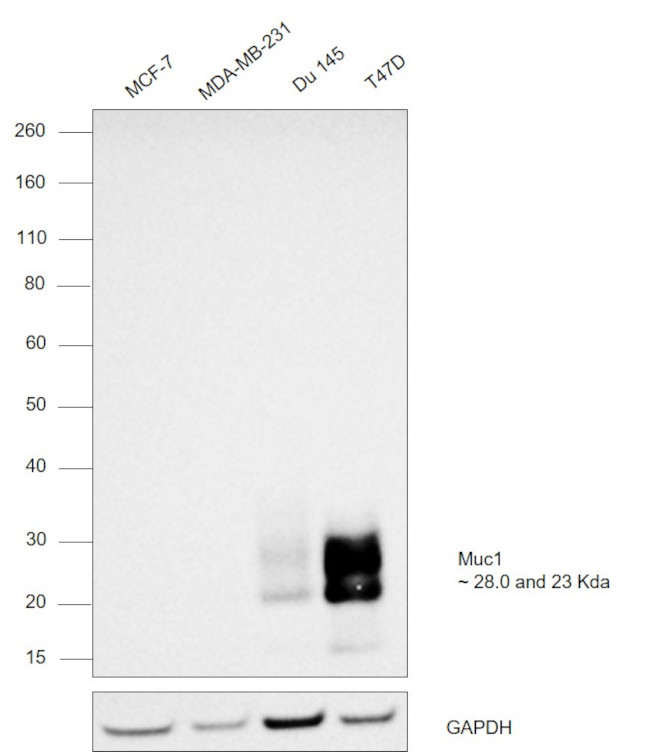 MUC1 Antibody