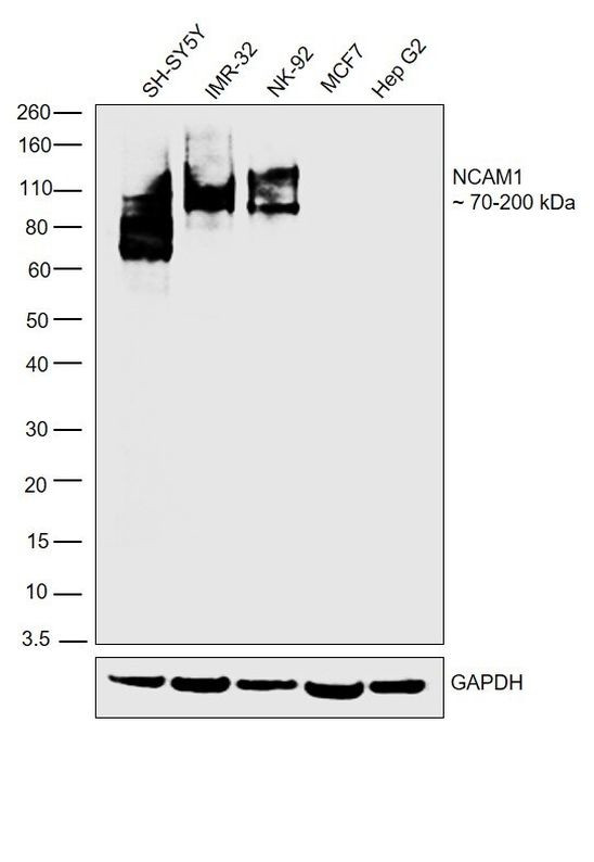 CD56 Antibody