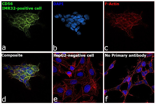 CD56 Antibody in Immunocytochemistry (ICC/IF)