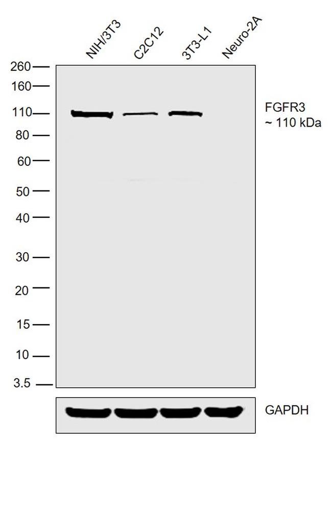 FGFR3 Antibody in Western Blot (WB)