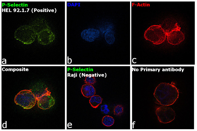 P-Selectin Antibody