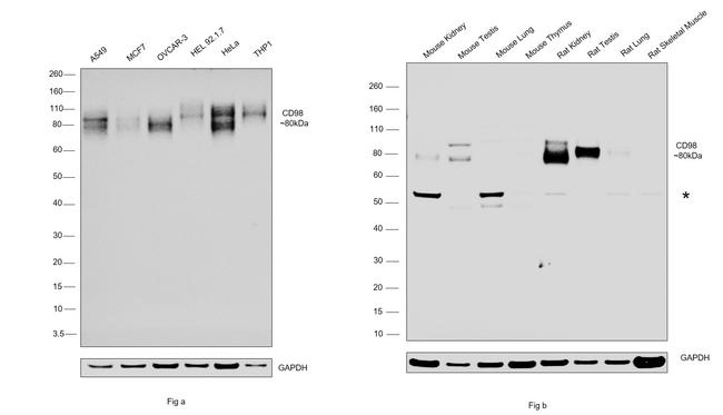 CD98 Antibody in Western Blot (WB)