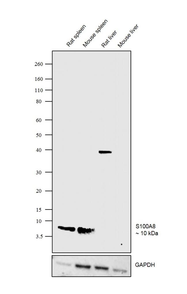 S100A8 Antibody in Western Blot (WB)