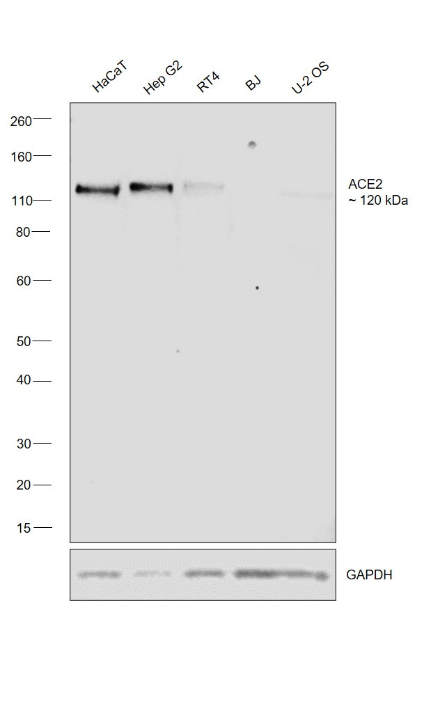 ACE2 Antibody