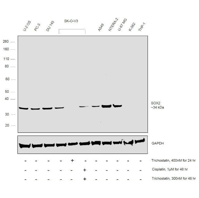 SOX2 Antibody