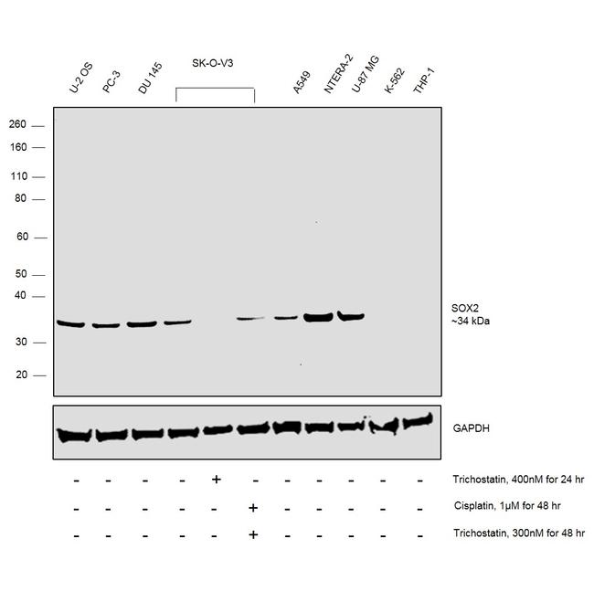 SOX2 Antibody in Western Blot (WB)