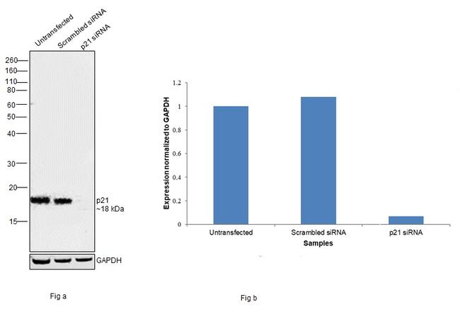 p21 Antibody in Western Blot (WB)