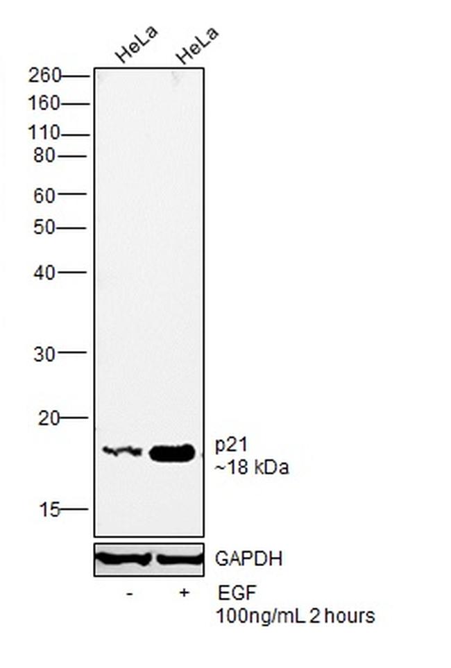 p21 Antibody