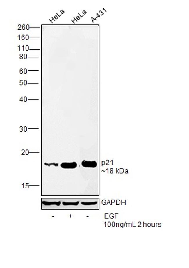 p21 Antibody in Western Blot (WB)