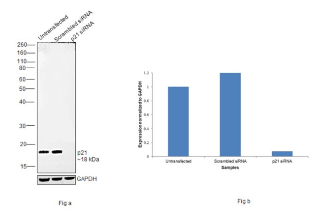 p21 Antibody