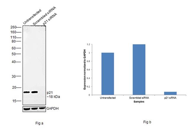 p21 Antibody in Western Blot (WB)