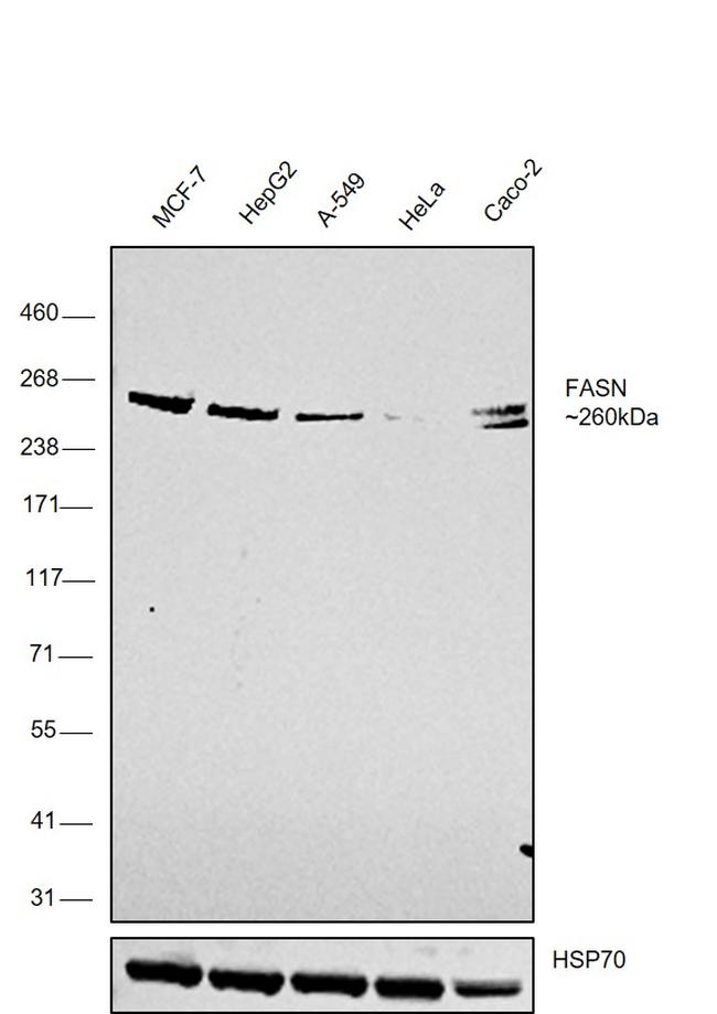 FASN Antibody in Western Blot (WB)