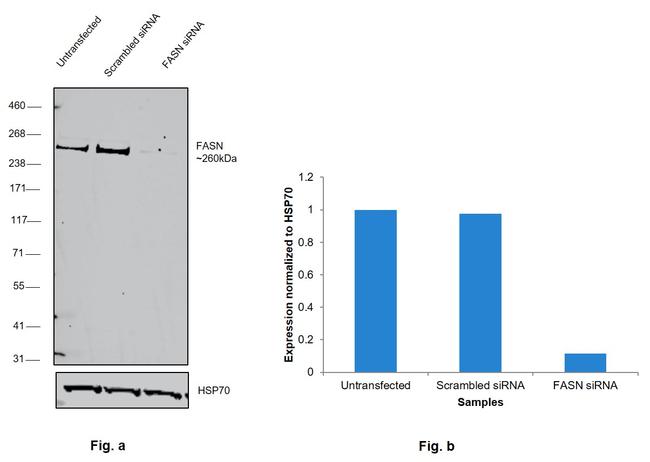 FASN Antibody in Western Blot (WB)