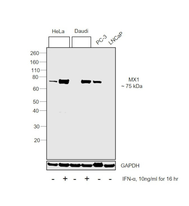 MX1 Antibody