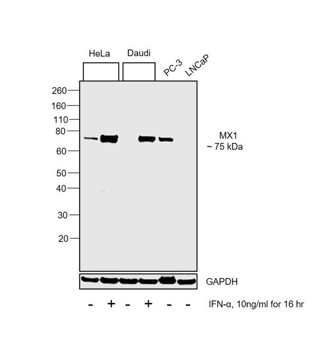 MX1 Antibody in Western Blot (WB)