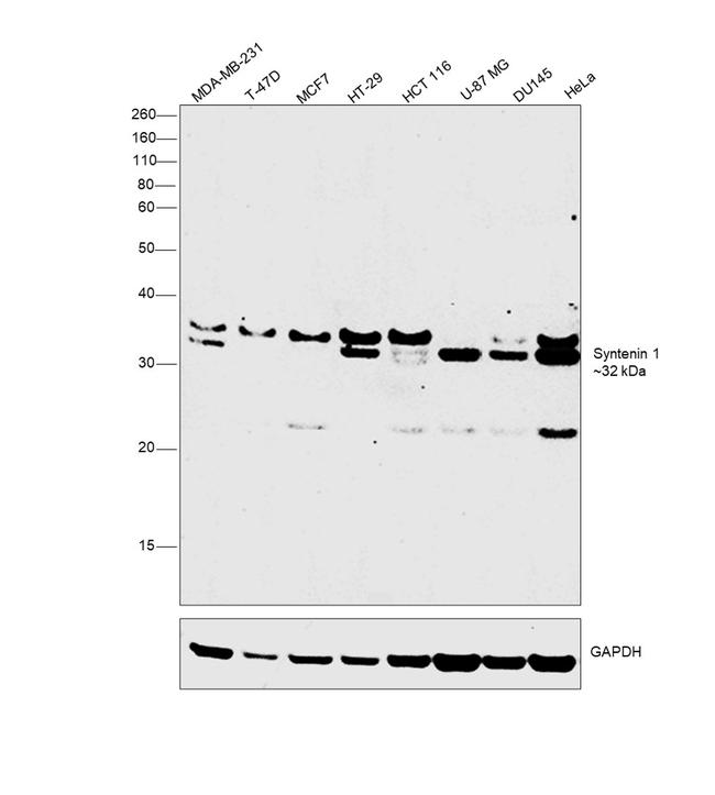 Syntenin 1 Antibody in Western Blot (WB)