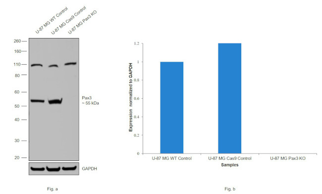 PAX3 Antibody