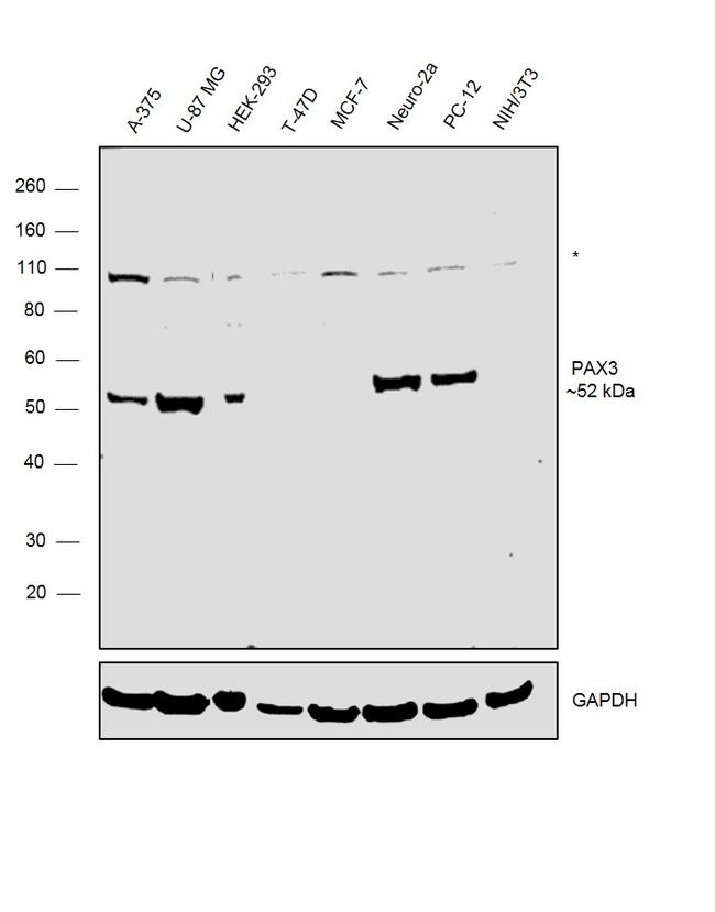 PAX3 Antibody in Western Blot (WB)