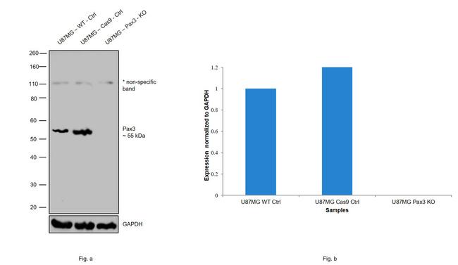 PAX3 Antibody in Western Blot (WB)