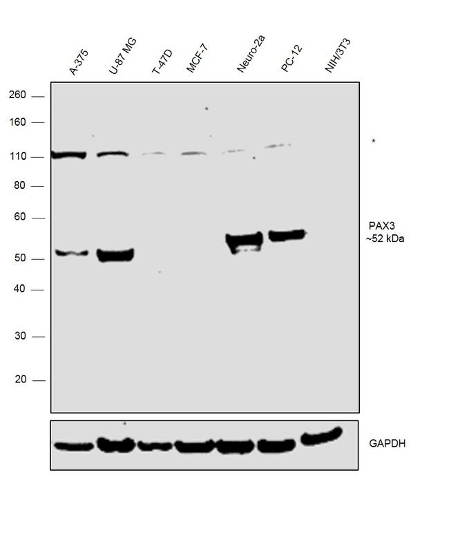 PAX3 Antibody in Western Blot (WB)