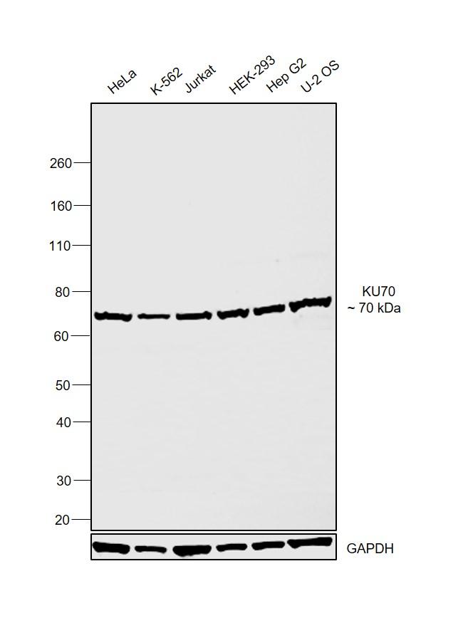 Ku70 Antibody in Western Blot (WB)