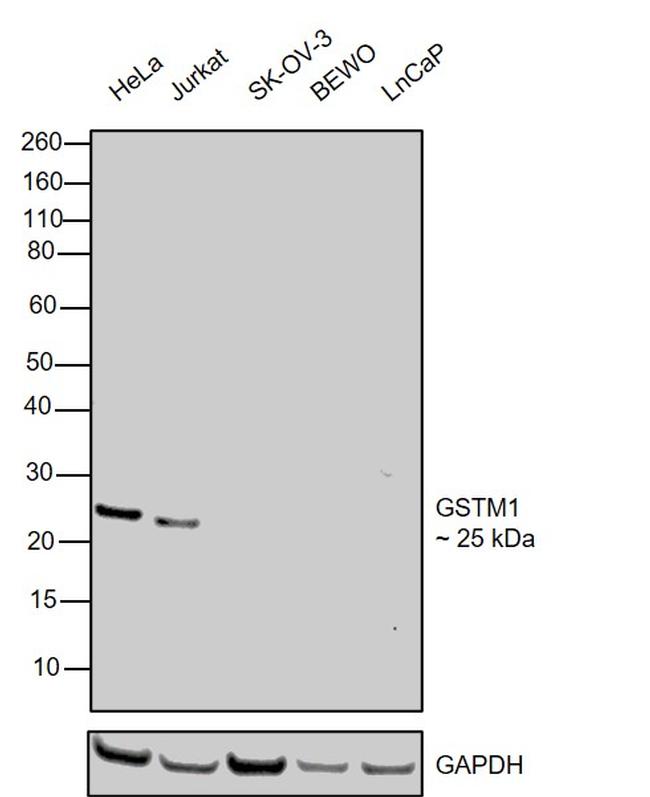 GSTM1 Antibody in Western Blot (WB)