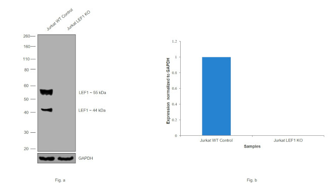 LEF1 Antibody